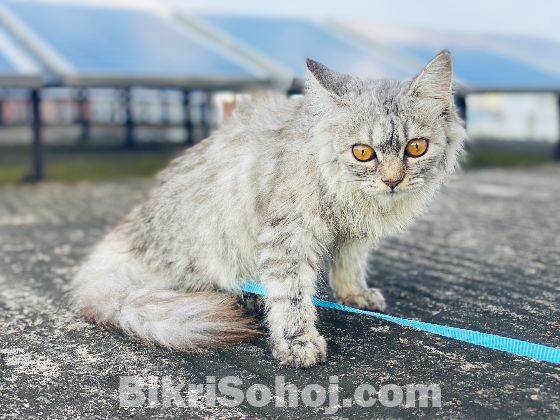 Persian Cat
